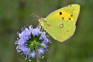 Clouded yellow butterfly (Colias crocea) feeding on Devils bit scabious (Succisa pratensis)