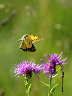 Papilionoidea Prints: Clouded yellow butterfly (Colias crocea) male