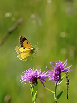 Papilionoidea Prints: Clouded yellow butterfly (Colias crocea) male