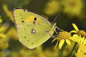 Yellow Prints: Clouded yellow butterfly (Colias crocea) perched on Ragwort flower. West Sussex, UK