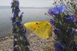 Wild Wonders of Europe 3 Collection: Clouded yellow butterfly (Colias croceus) feeding on Vipers bugloss (Echium vulgare) Lagadin region