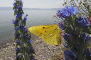 Boraginaceae Prints: Clouded yellow butterfly (Colias croceus) feeding on Vipers bugloss (Echium vulgare) Lagadin region