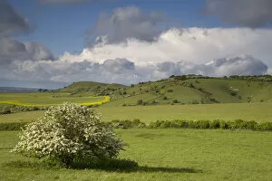 Clouds over Chiltern downland and flowering Hawthorn, Ivinghoe Hills, Buckinghamshire, UK