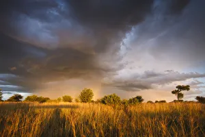Kalahari Desert Prints: Clouds during the rainy season in the Kalahari Desert, Botswana, March 2009