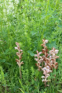 Orobanchaceae Prints: Clove-scented broomrape (Orobanche caryophyllacea) flowering