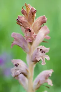 Orobanchaceae Prints: Clove-scented broomrape (Orobanche caryophyllacea) flowering