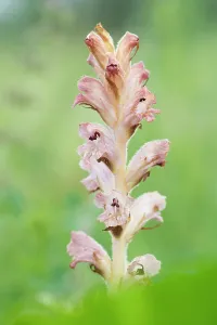 Orobanchaceae Prints: Clove-scented broomrape (Orobanche caryophyllacea) flowering