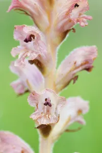 Orobanchaceae Prints: Clove-scented broomrape (Orobanche caryophyllacea) flowering