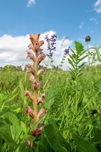 Orobanchaceae Prints: Clove-scented broomrape (Orobanche caryophyllacea) flowering