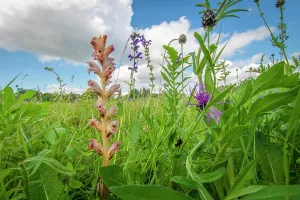 Orobanchaceae Prints: Clove-scented broomrape (Orobanche caryophyllacea) flowering in meadow