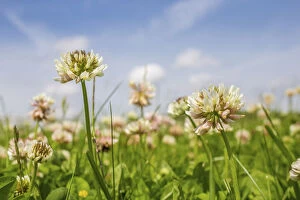 Images Dated 14th June 2017: Clover (Trifolium sp) flowers in unmown lawn, Monmouthshire, Wales, UK, June