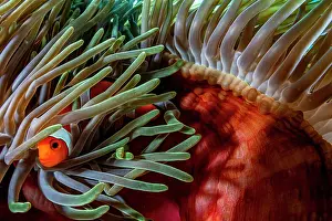 Clownfish Prints: Clown anemonefish (Amphiprion ocellaris) resting among tentacles of Magnificent sea anemone (Heteractis magnifica) host