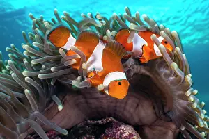 Clownfish Prints: Clown anemonefish (Amphiprion ocellaris) pair