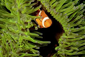 Clownfish Prints: Clown anemonefish (Amphiprion percula) hiding in Magnificent sea anemone (Heteractis magnifica)