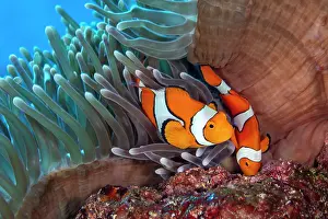 Clownfish Prints: Clown anemonefish (Amphiprion percula) pair
