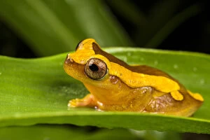 Clown frog (Dendropsophus leucophyllatus), Villa Carmen Biological Station, Peru
