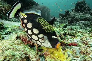 Maternal Behaviour Prints: Clown triggerfish (Balistoides conspicillum) female