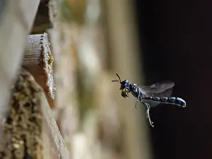 Wasp Prints: Club-horned wood borer wasp (Trypoxylon clavicerum)