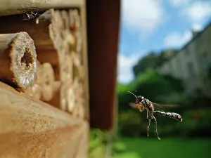 Wasp Prints: Club-horned wood borer wasp (Trypoxylon clavicerum)