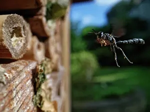 Wasp Prints: Club-horned wood borer wasp (Trypoxylon clavicerum)