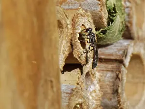 Wasp Prints: Club-horned wood borer wasp (Trypoxylon clavicerum)
