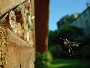 Wasp Prints: Club-horned wood borer wasp (Trypoxylon clavicerum)