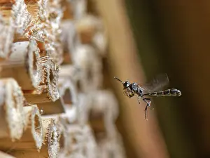 Wasp Prints: Club-horned wood borer wasp (Trypoxylon clavicerum)