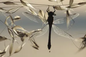 Macedonia Prints: Club-tailed dragonfly (Gomphus vulgatissimus) silhouetted on grass seeds, Lagadin region