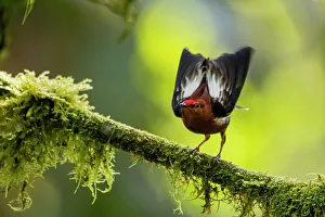 Lekking Prints: Club-winged manakin (Machaeropterus deliciosus) male