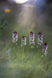 Orchid Gallery: Cluster of Burnt or Burnt-tip Orchids (Neotinea ustulata) in a Alpine meadow. Tyrol, Austria