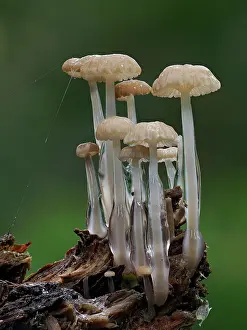 Slimy Prints: Cluster of Dripping bonnet (Roridomyces roridus) fungi growing on dead wood