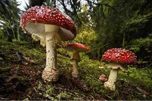 Fungus Gallery: Cluster of Fly agaric mushrooms / fungi (Amanita muscaria