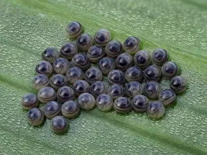 Hertfordshire Prints: Cluster of Sawfly (Symphyta sp)
