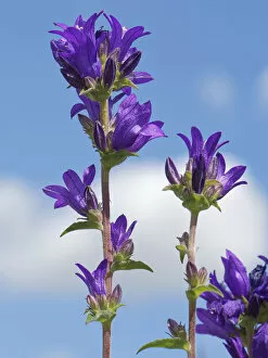 April 2021 Highlights Gallery: Clustered bellflower (Campanula glomerata) against sky. Pewsey Downs National Nature