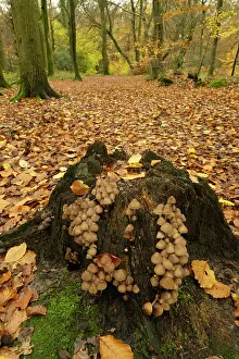 Growth Prints: Clustered bonnet (Mycena inclinata) growing on tree stump in mixed Beech and Oak woodland