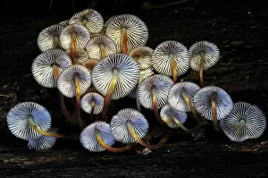Mycena Prints: Clustered bonnet toadstools (Mycena inclinata) showing gills