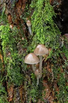 Growth Prints: Clustered pine bonnets (Mycena stipata) growing on log, Surrey, England, UK. October