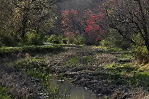 Habitat Prints: C&O canal, prime Snapping turtle habitat, Maryland, USA. April, 2024