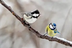 Paridae Prints: Coal tit (Parus ater) and Blue tit (Parus caeruleus) perched on branch facing each other