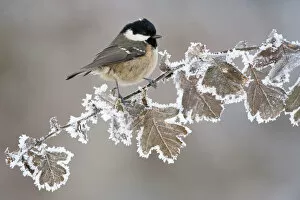 Coal tit (Periparus ater) adult perched in winter, Scotland, UK, December