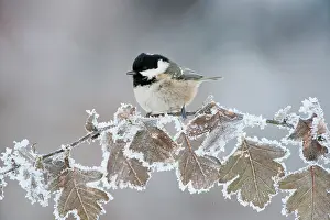 Songbirds Prints: Coal tit (Periparus ater) adult perched in winter, Scotland, UK, December
