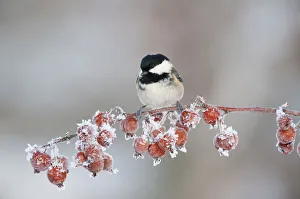 Images Dated 8th December 2010: Coal tit (Periparus ater) adult in winter, perched on twig with frozen crab apples