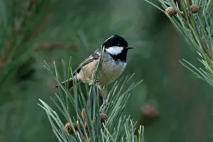 Paridae Prints: Coal tit (Periparus ater ater) perched in tree, Pyrenees, Spain. August