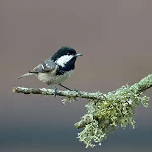 France Prints: Coal tit (Periparus ater) on a branch with lichen, Vendee, France, December