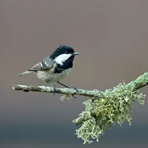 Songbird Gallery: Coal tit (Periparus ater) on a branch with lichen, Vendee, France, December