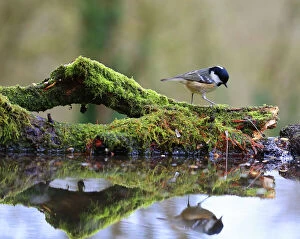 2019 January Highlights Gallery: Coal tit (Periparus ater) on mossy log with reflection, England, UK. January