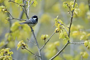 Coal tit (Periparus ater) perched on branch in spring with flower buds, Asturias, Spain, April