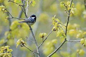 Andres M Dominguez Prints: Coal tit (Periparus ater) perched on branch in spring with flower buds