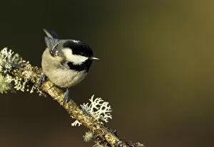 Images Dated 1st February 2012: Coal Tit (Periparus / Parus ater) perched with lichen. Scotland, February