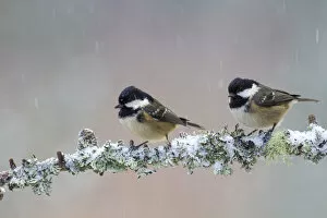 Two Coal tits (Periparus ater) perched on a branch in falling snow, Cairngorms National Park, Scotland, UK. December